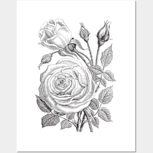 Rose Flowers Vintage Illustration Posters and Art